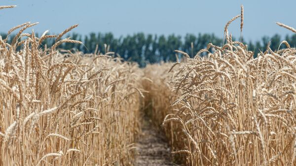Пшеница, архивное фото - Sputnik Казахстан