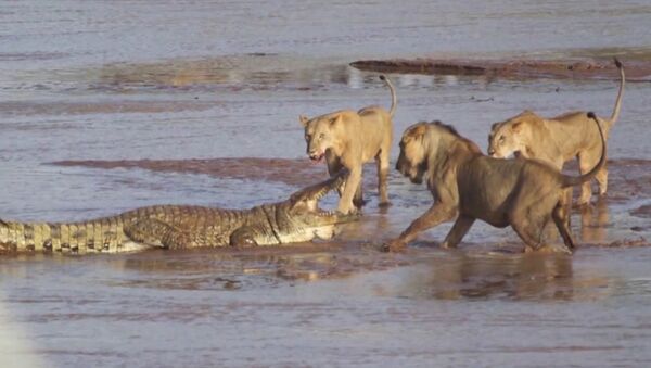 Трое львов напали на крокодила - Sputnik Казахстан