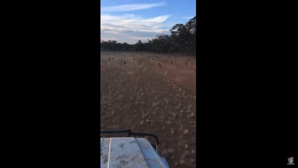 Тысячи кенгуру уничтожают поля в Австралии - Sputnik Казахстан