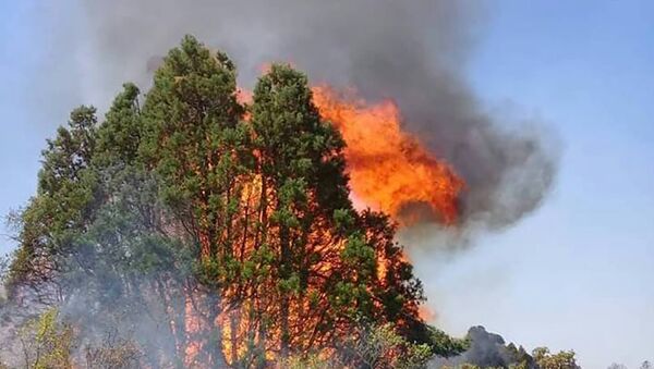 Пожар на приграничной с Казахстаном горе Алмалуу в Таласской области Кыргызстана - Sputnik Казахстан