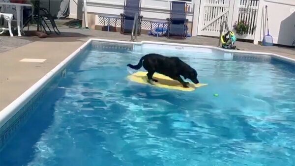 Собака прыгает в бассейн на плавательную доску за мячиком - Sputnik Казахстан
