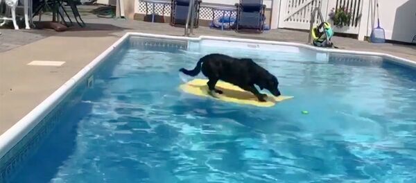Собака прыгает в бассейн на плавательную доску за мячиком - Sputnik Казахстан