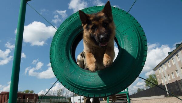 Собака в кинологическом центре, архивное фото - Sputnik Казахстан