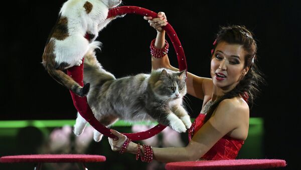 Номер с кошками на арене Московского цирка Никулина на Цветном бульваре в Москве - Sputnik Казахстан