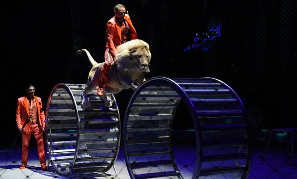 Аттракцион Среди хищников братьев Запашных на сцене Большого Московского государственного цирка - Sputnik Казахстан
