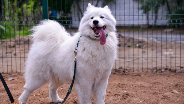  Площадка для выгула собак впервые появилась в Астане - Sputnik Казахстан