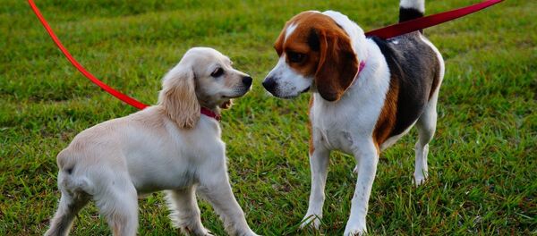 Собаки Собаки - Sputnik Казахстан