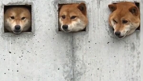 Три собаки в Японии прославились благодаря необычной стене - Sputnik Казахстан