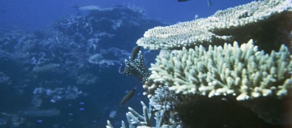 Коралловые рифы Коралловые рифы - Sputnik Казахстан