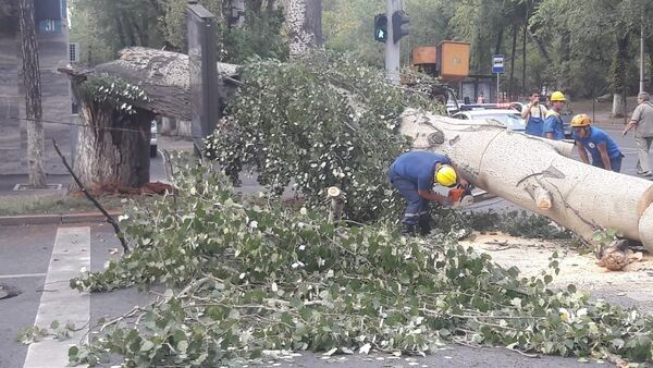 Дерево упало на автомобиль, архивное фото - Sputnik Казахстан