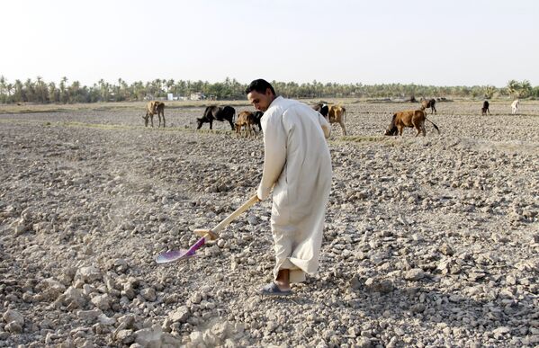 Мужчина на поле, пострадавшем от засухи, в регионе Мишхаб (Ирак) - Sputnik Казахстан