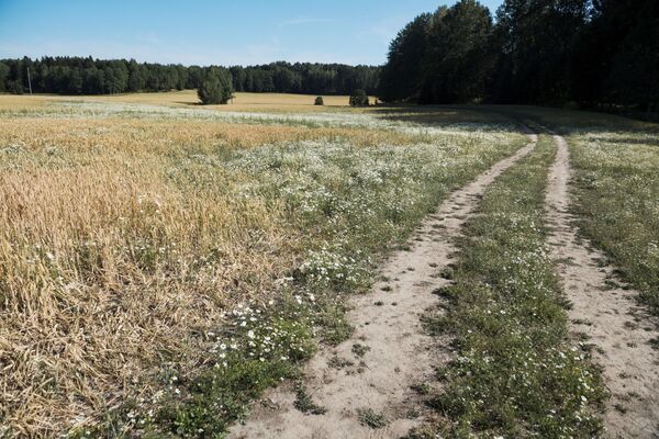 Поврежденное пшеничное поле в Швеции - Sputnik Казахстан