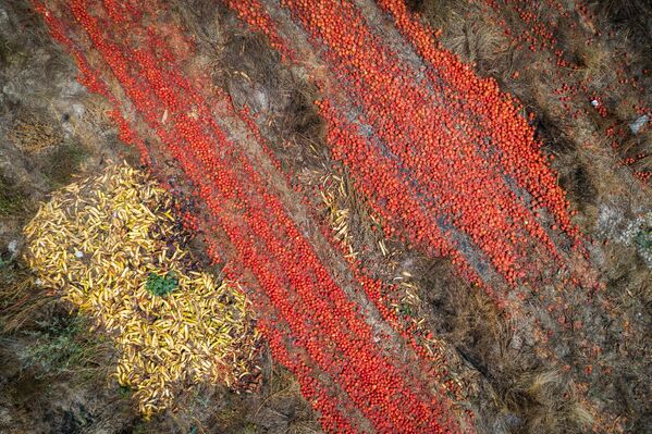 Выброшенные перезрелые томаты на поле в западной Швейцарии - Sputnik Казахстан
