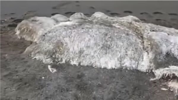 Волосатый монстр найден на побережье Камчатки - Sputnik Казахстан