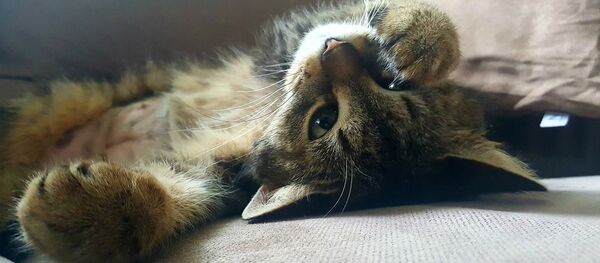 Кот - Sputnik Қазақстан