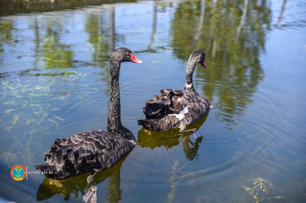 Лебеди, проживающие в Столичном парке Лебеди, проживающие в Столичном парке - Sputnik Казахстан