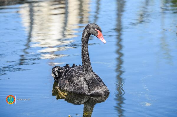 Лебеди, проживающие в Столичном парке Лебеди, проживающие в Столичном парке - Sputnik Казахстан