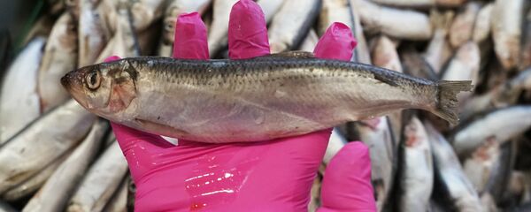 Балық Балық - Sputnik Қазақстан