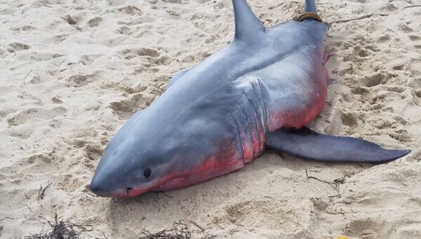 Акула красного цвета найдена в США - Sputnik Казахстан