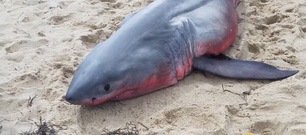 Қызыл акула - Sputnik Қазақстан