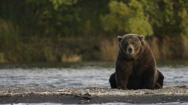 Медведь, иллюстративное фото - Sputnik Казахстан