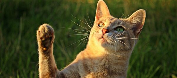 Кот - Sputnik Казахстан