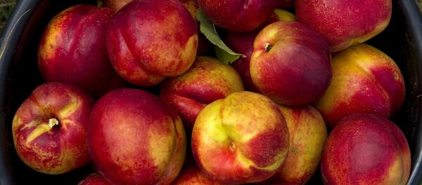 Нектарины, архивное фото - Sputnik Казахстан