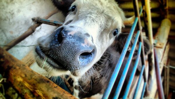 Корова, архивное фото - Sputnik Казахстан