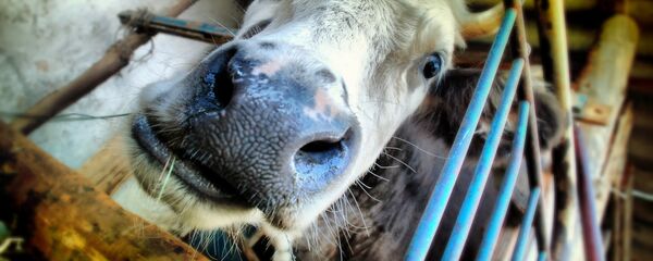 Корова, архивное фото - Sputnik Казахстан