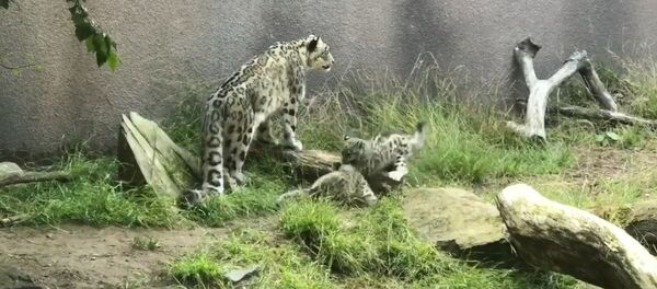 Семья снежных барсов - Sputnik Казахстан