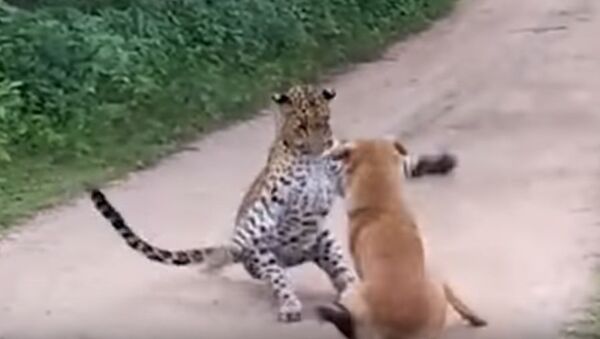 Собака атаковала леопарда - Sputnik Казахстан