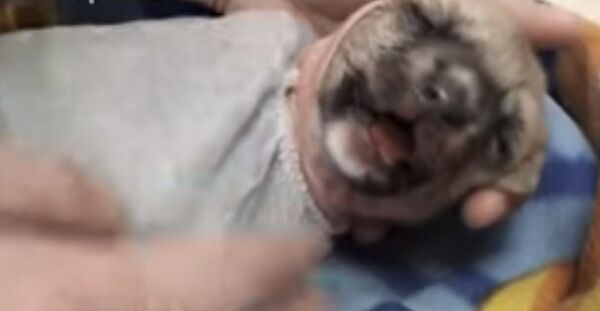 Волонтеры выходили маленького щенка в Новосибирске Волонтеры выходили маленького щенка в Новосибирске - Sputnik Казахстан