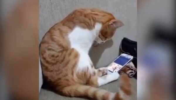Кот смотрит видео с умершим хозяином - Sputnik Казахстан