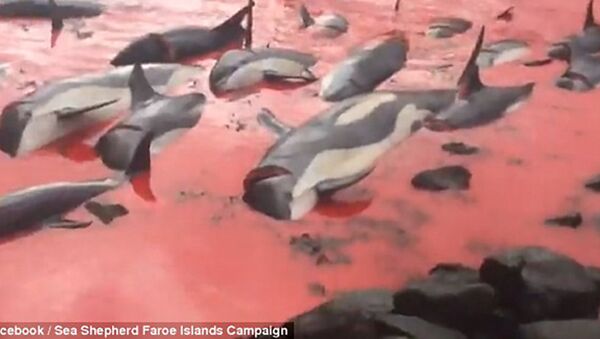 Массовое убийство дельфинов на Фарерских островах - Sputnik Казахстан