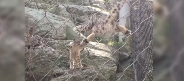 Детеныш снежного барса напугал маму - Sputnik Казахстан