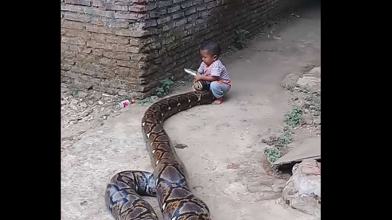 Жылан кискаға кіріп кетті (видео) Жылан кискаға кіріп кетті (видео)