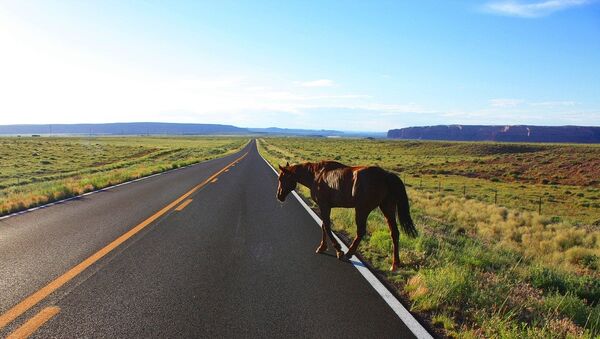 Лошадь на дороге - Sputnik Казахстан