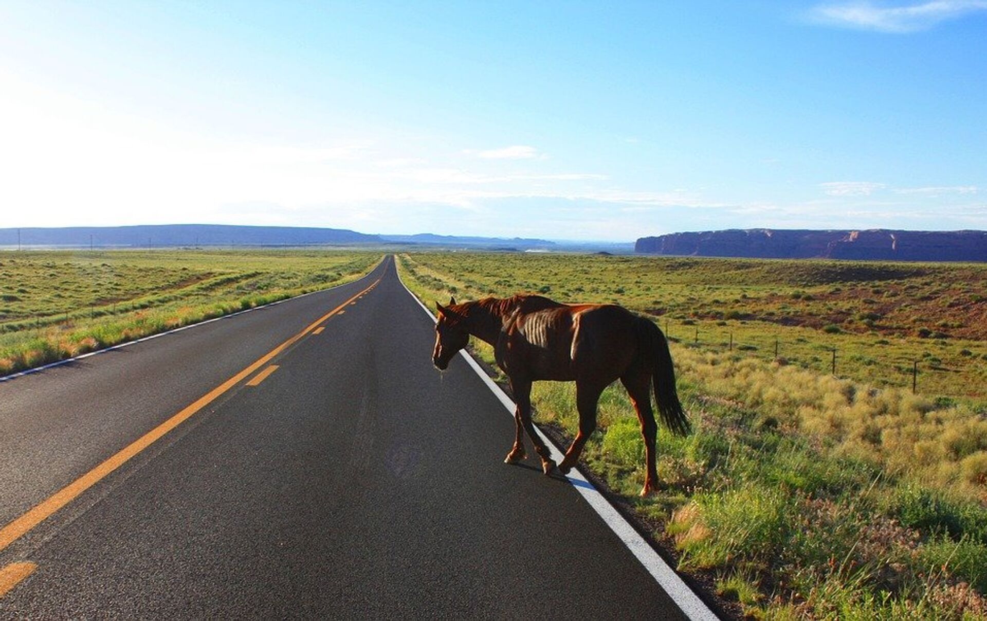 По дороге лошадка. Лошадь на дороге. На конях по дороге. Лошадь бежит по дороге.