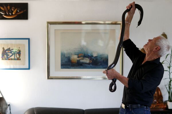 67-летний француз  Филипп Жилле с черной коброй в своем доме в Куэроне близ Нанта - Sputnik Казахстан