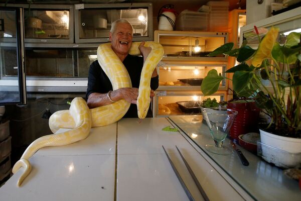 67-летний любитель рептилий Филипп Жилле с питоном у себя дома во французском городе Куэрон - Sputnik Казахстан
