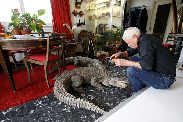 67-летний любитель рептилий Филипп Жилле с крокодилами у себя дома во французском городе Куэрон - Sputnik Казахстан