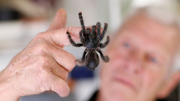 67-летний любитель рептилий Филипп Жийе с ручным тарантулом у себя дома во французском городе Куэрон - Sputnik Казахстан