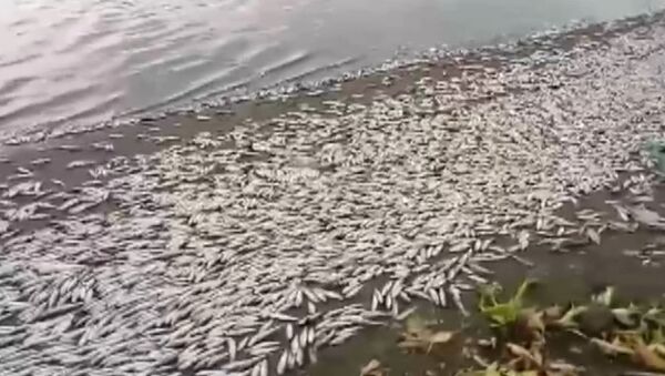 Тонный мертвой рыбы на берегу реки - Sputnik Казахстан