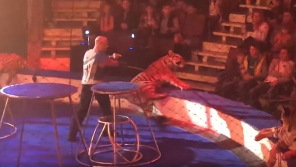 У циркового тигра случился припадок - Sputnik Казахстан