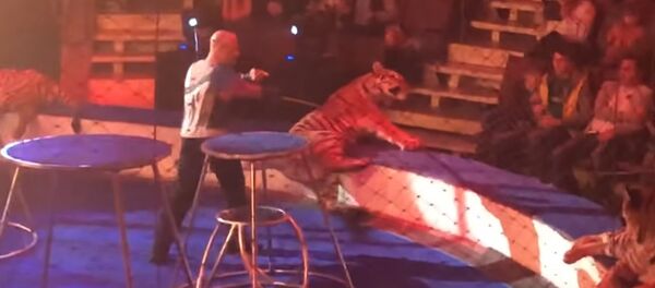 У циркового тигра случился припадок У циркового тигра случился припадок - Sputnik Казахстан