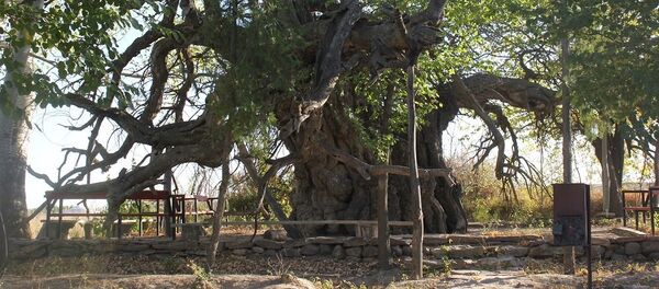 Тысячелетнее дерево растет в Кентау, Туркестанской области - Sputnik Казахстан