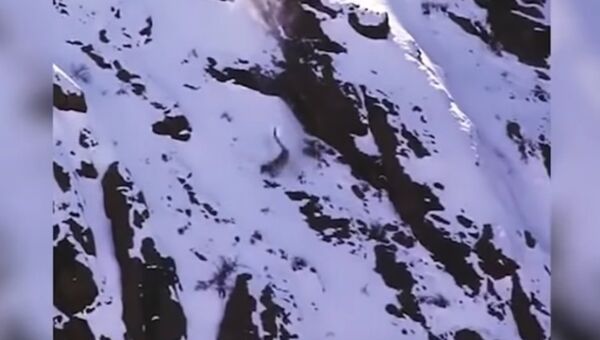 Снежный барс сорвался со скалы во время охоты - видео жесткого падения - Sputnik Казахстан
