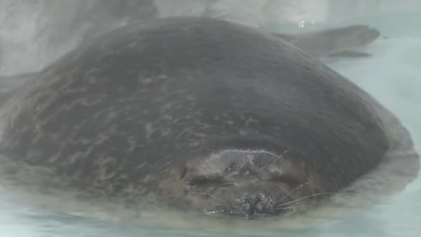 Толстый тюлень влюбил в себя миллионы посетителей океанариума - Sputnik Казахстан