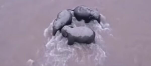 Кішкентай пілдің құтқарылған сәті түсірілген видео - Sputnik Қазақстан