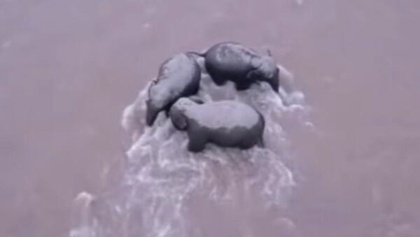 Слоны спасли детеныша из бурного потока реки - Sputnik Казахстан